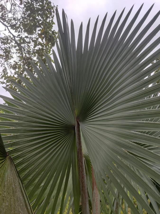 Finca Jardin Del Agua Sasaima Exteriör bild
